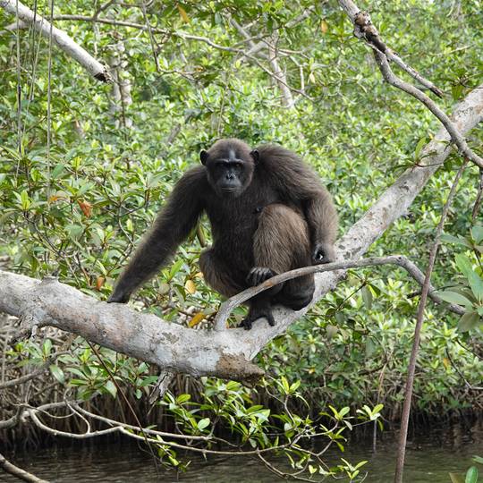 Chimpanzé au bord de l'eau - Help Congo, un programme de conservation piloté par Beauval Nature - Programme Congo - Association Beauval Nature