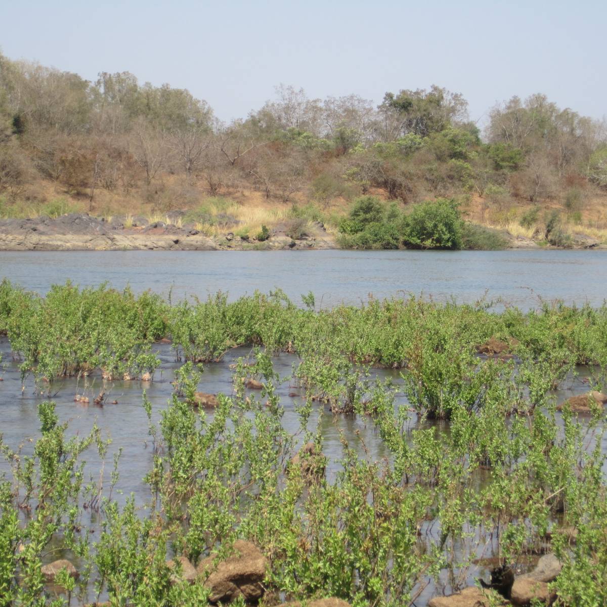 Restaurer la mangrove - Programme Sénégal - Association Beauval Nature