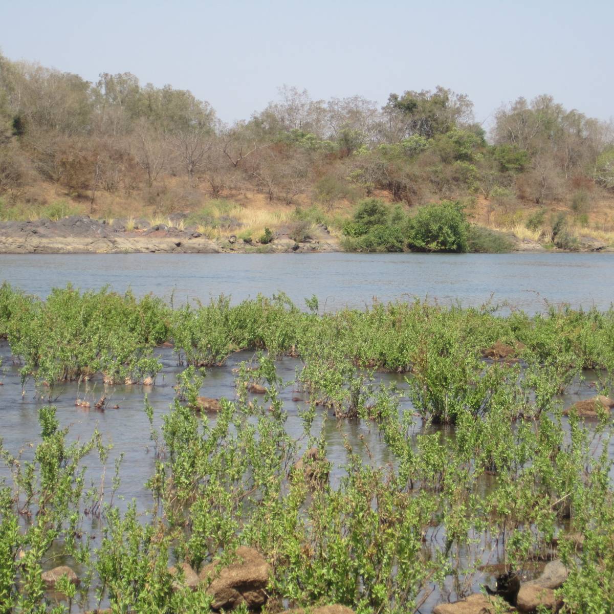 Restaurer la mangrove - Programme Sénégal - Association Beauval Nature