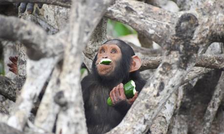 Nos actions - Programmes de conservation - Association Beauval Nature - ZooParc de Beauval