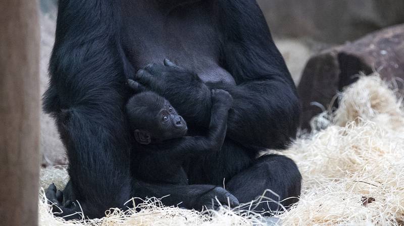 World Gorilla Day – M'Baku