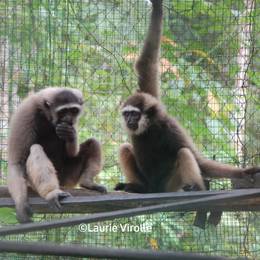 Gibbon - Ancien programme Indonésie - Association Beauval Nature