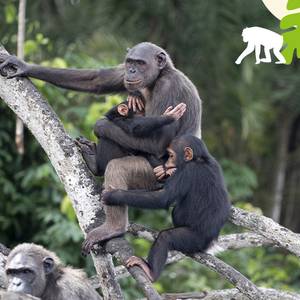 Une journée dans la vie d’un chimpanzé