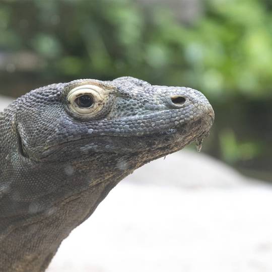 Portrait Varan de Komodo - Recenser les dragons de Komodo pour mieux les protéger - Programme Indonésie - Association Beauval Nature