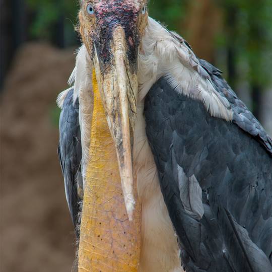 Regard du marabout - Créer des nids pour le marabout argala et faciliter sa reproduction - Programme Inde - Association Beauval Nature