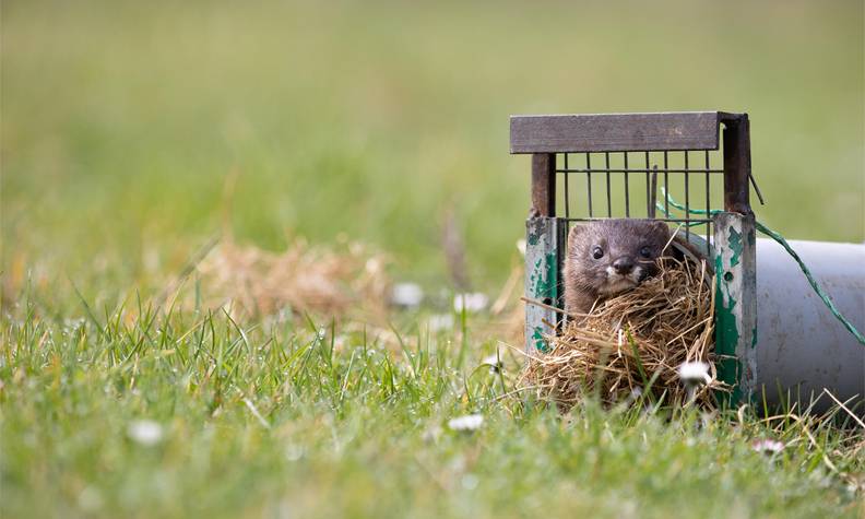 Relâché de vison - Le vison d'Europe, une espèce à sauver à tout prix - Programme France - Association Beauval Nature