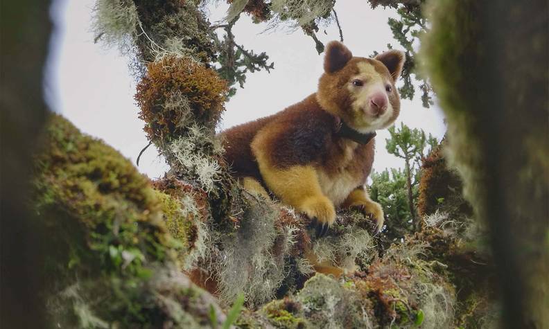 Kangourou arboricole avec un collier GPS - Protéger l’habitat des dendrolagues - Programme Papouasie-Nouvelle-Guinée - Association Beauval Nature