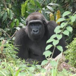 Réintroduire les gorilles des plaines de l’Ouest - Programme Congo - Association Beauval Nature