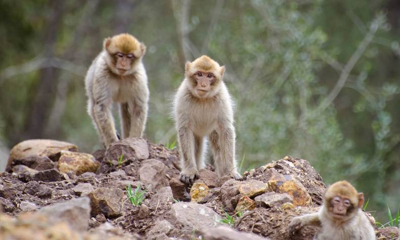 Groupe de magots - Sauver les macaques de Barbarie - Programme Maroc - Association Beauval Nature
