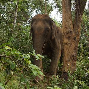 La génétique des populations semi-captives : le cas surprenant de l’éléphant d’Asie