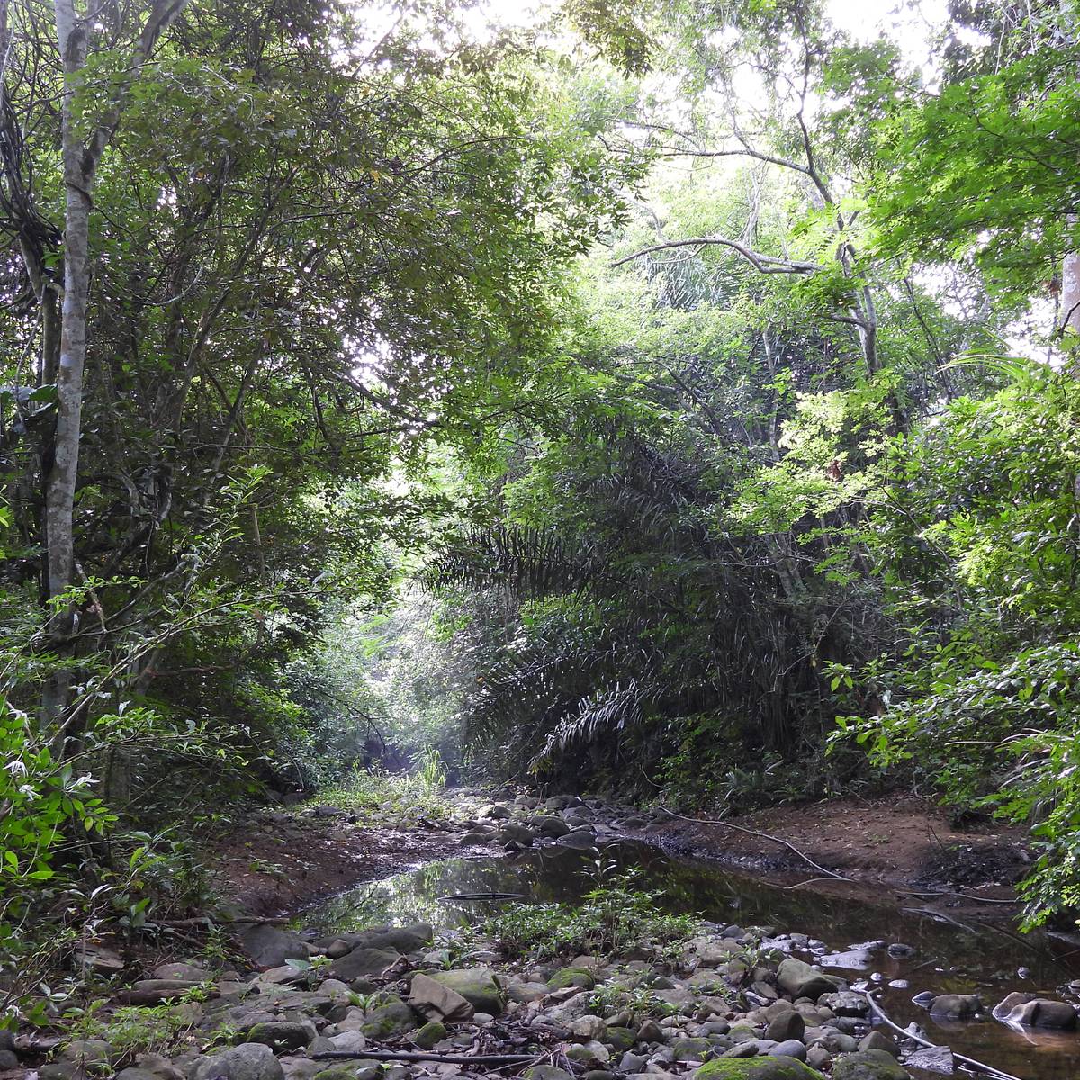 Protéger et restaurer l’habitat forestier des tamarins pinchés - Programme Colombie - Association Beauval Nature