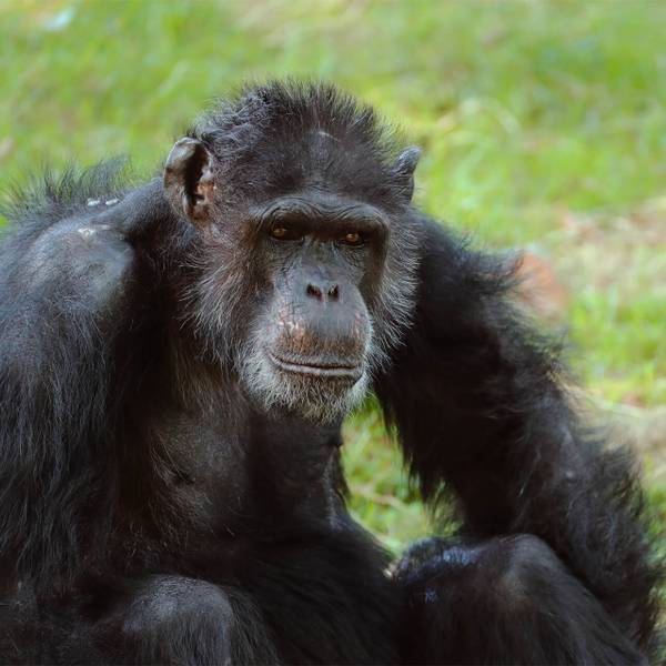 Parrainez Joseph, mâle chimpanzé - Recueillir, réhabiliter et réintroduire les chimpanzés, mandrills et cercopithèques - Programme Congo - Association Beauval Nature