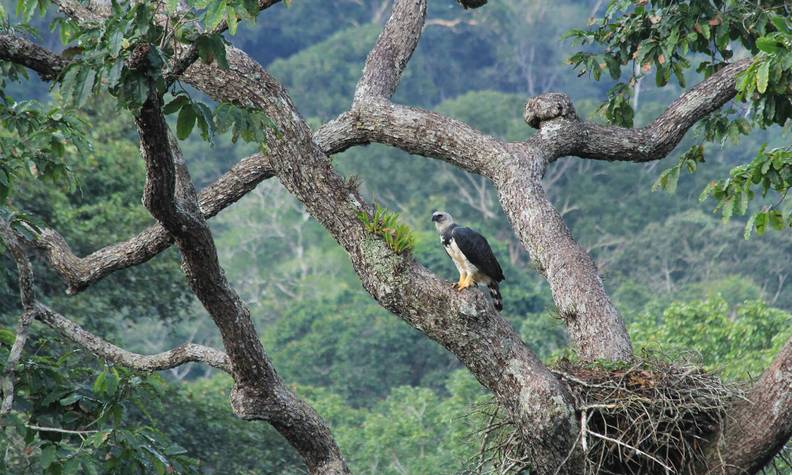 Harpie féroce et son nid au loin - Suivre les sites de nidification des harpies féroces - Programme Brésil - Association Beauval Nature