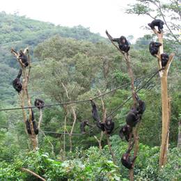 Chimpanzé - Ancien programme Sierra Leone - Association Beauval Nature