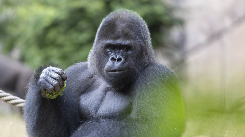 World Gorilla Day – Euro