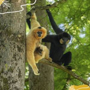Journée mondiale des grands singes : (re)découvrons nos précieux cousins