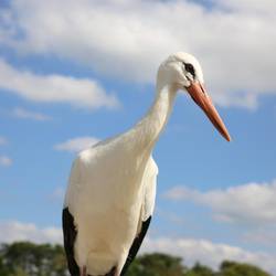 Préparer du plasma riche en plaquettes pour les cigognes blanches - Programme France - Association Beauval Nature