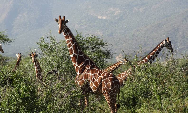 Groupe de girafes - Suivre et transloquer des girafes - Programme Namibie - Association Beauval Nature