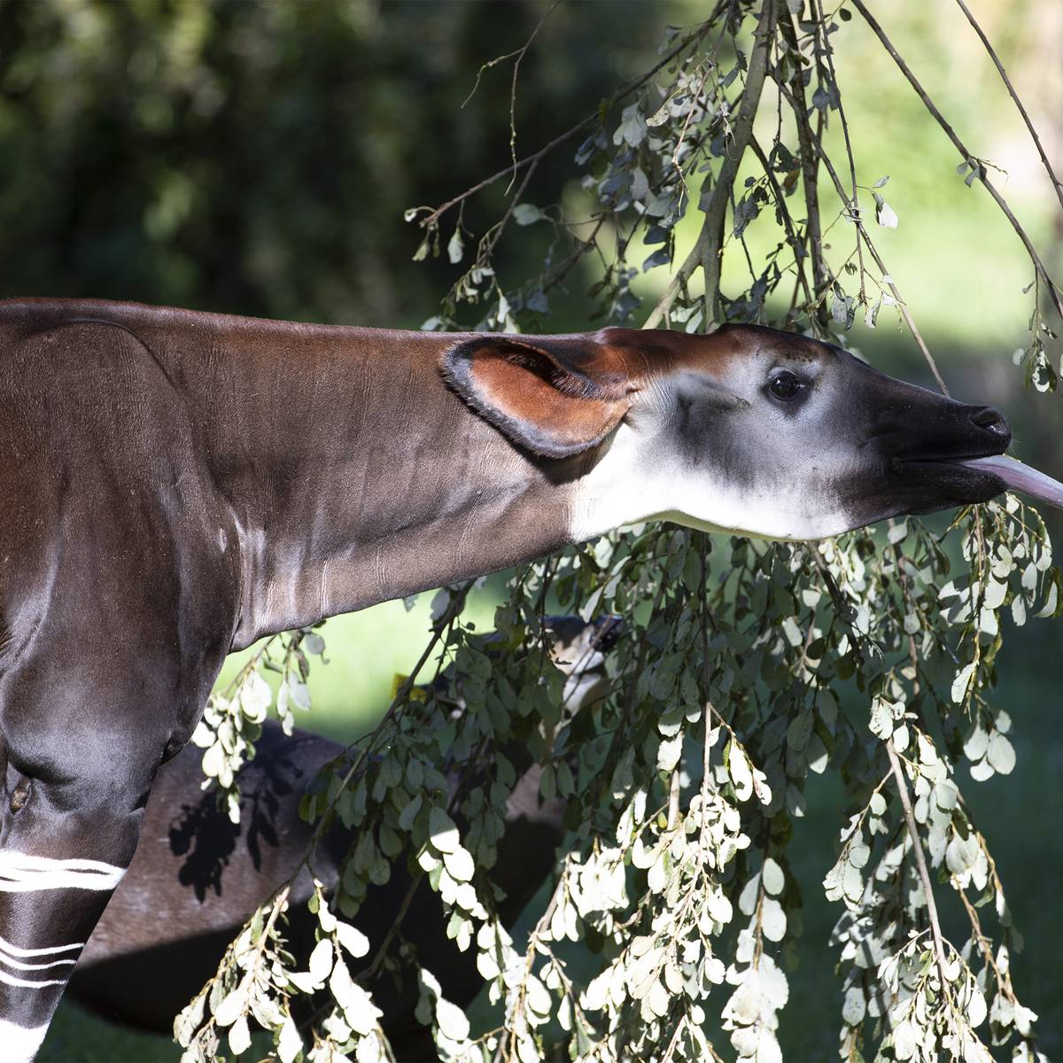 Okapi se nourrissant de feuilles - Protéger le fragile okapi - Programme Congo - Association Beauval Nature