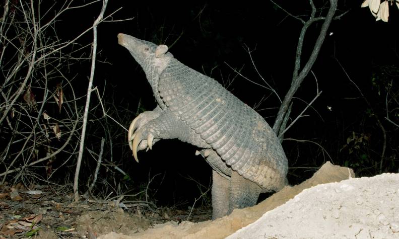 Tatou géant debout sur deux pattes - Étudier la biologie, l’écologie et la santé des tatous géants - Programme Brésil - Association Beauval Nature