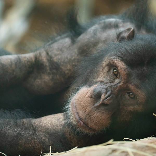Parrainer Tumba, chimpanzé du ZooParc de Beauval - Help Congo, un programme de conservation piloté par Beauval Nature - Programme Congo - Association Beauval Nature