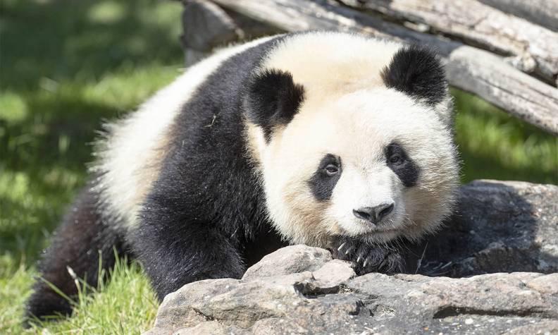 Panda allongé - Reproduire ex situ et réintroduire le panda géant dans son milieu naturel - Programme Chine - Association Beauval Nature