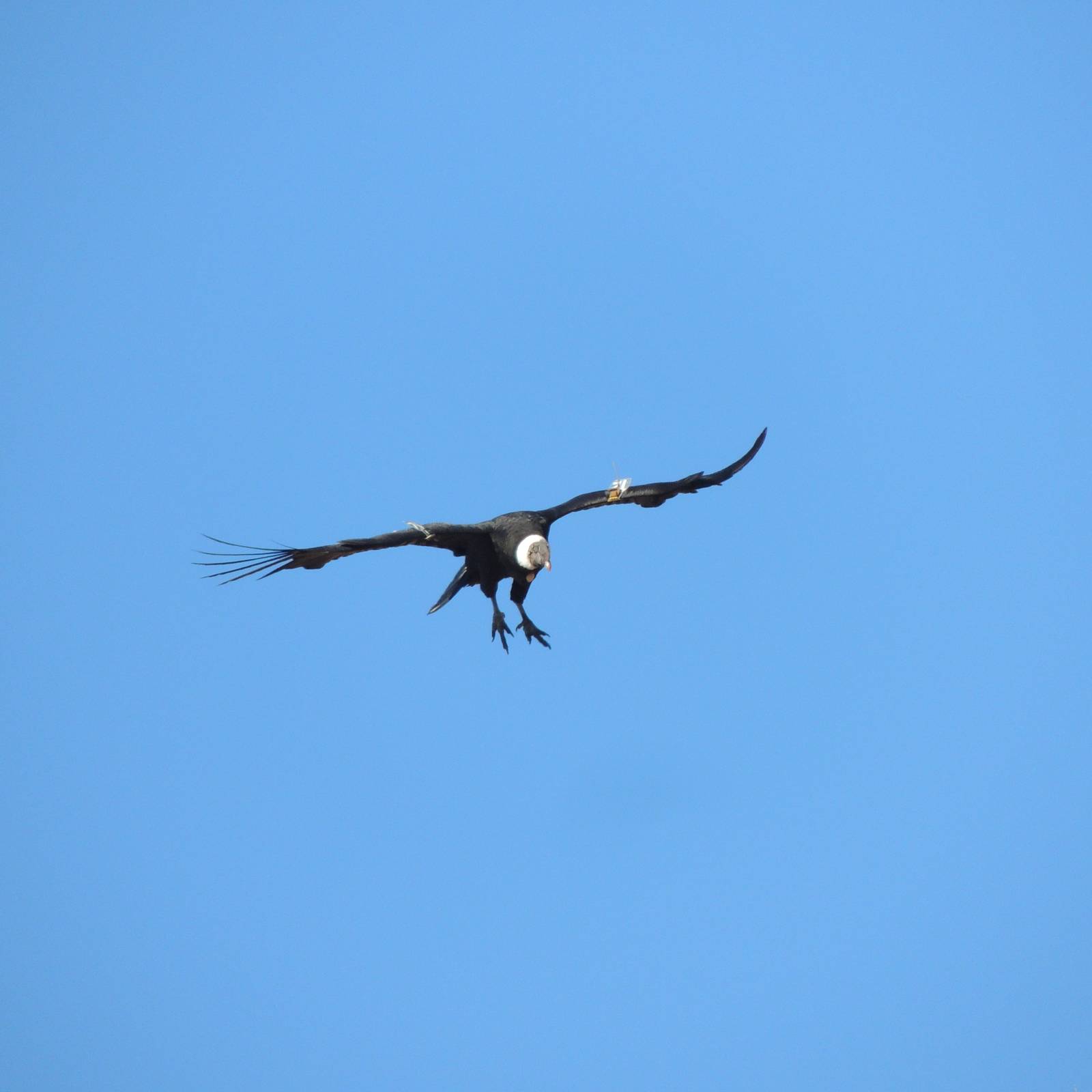 Protéger le condor des Andes en Argentine - Beauval Nature