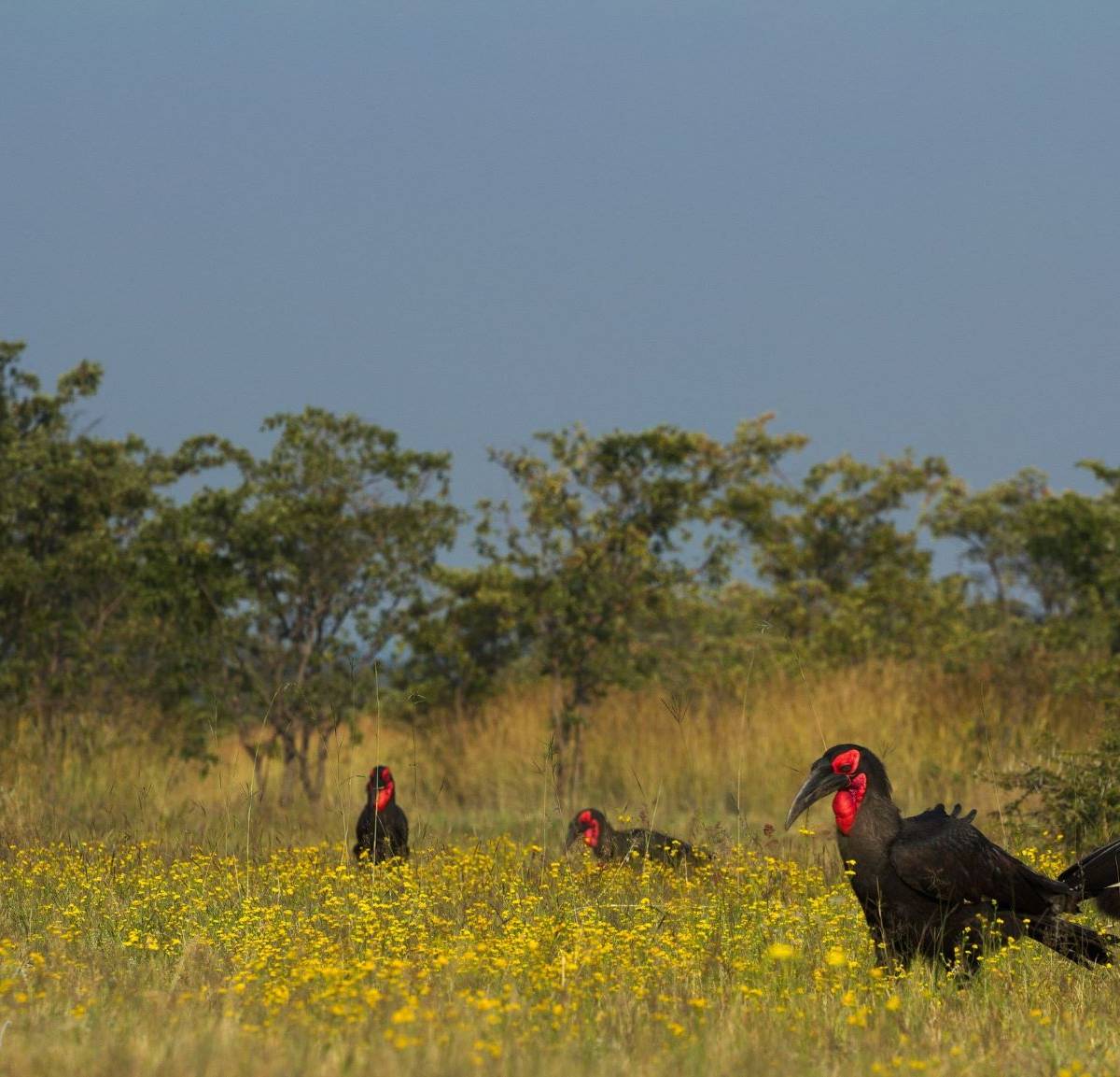 Groupe de calaos de Leadbeater - Étudier et sauver le calao terrestre - Programme Afrique du Sud - Association Beauval Nature