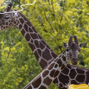 Journée mondiale de la girafe : un emblème de la savane à protéger
