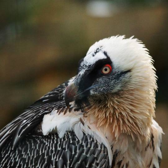 Portrait gypaète barbu - Reproduire, réintroduire et accompagner les gypaètes barbus pour leur préservation - Programme France - Association Beauval Nature