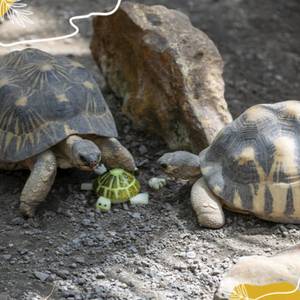 Journée mondiale des tortues : qui se cache sous ces belles carapaces ?