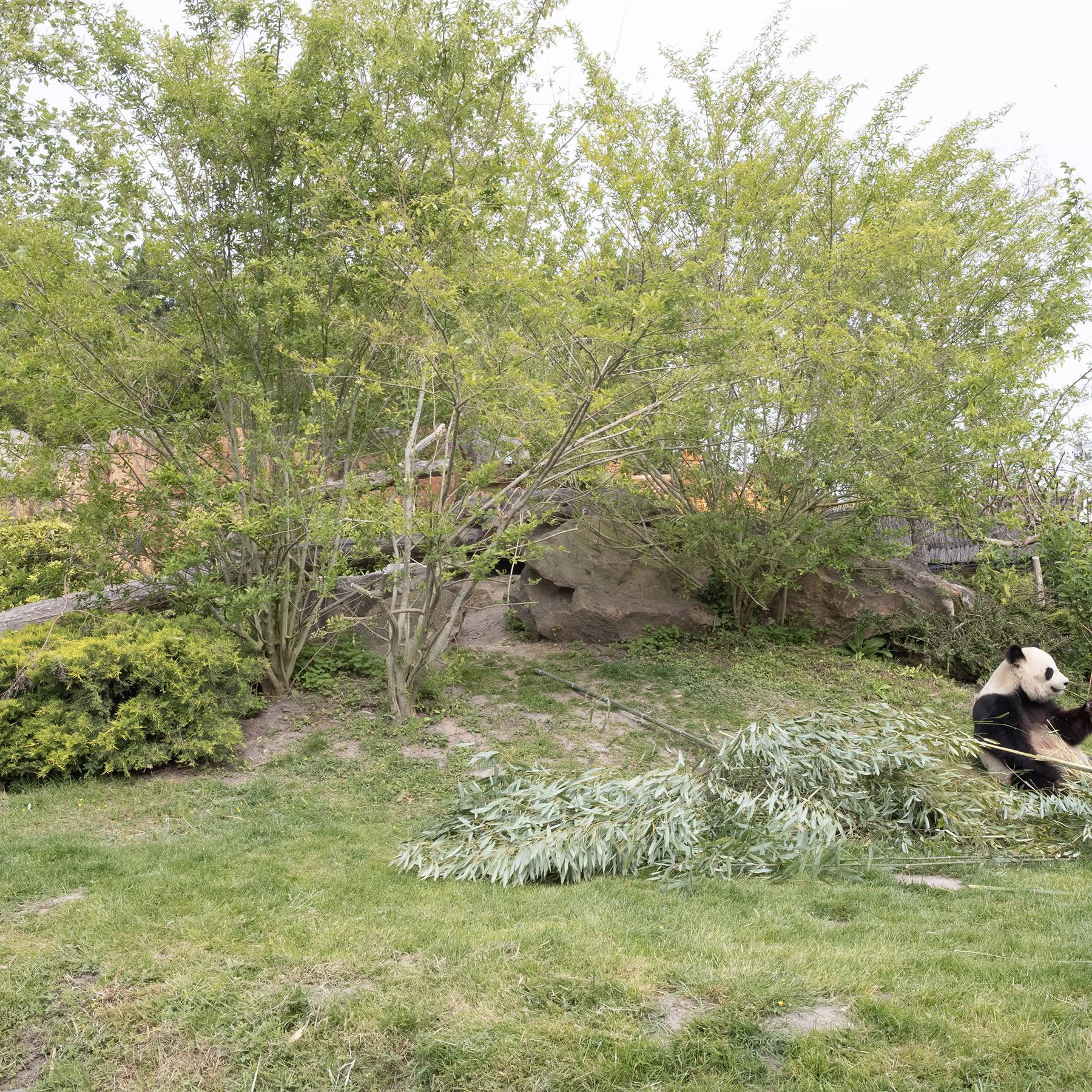 Réintroduire et conserver les pandas géants en Chine - Beauval Nature