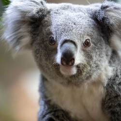 Suivre les déplacements et surveiller l’état de santé des koalas - Programme Australie - Association Beauval Nature