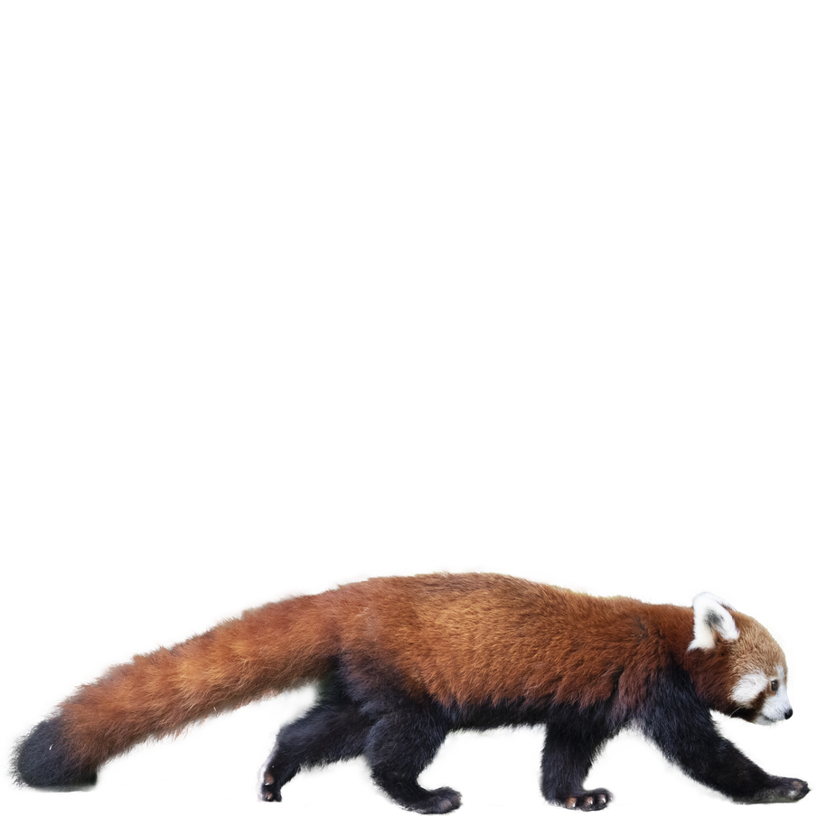 Habitat Du Panda Roux
