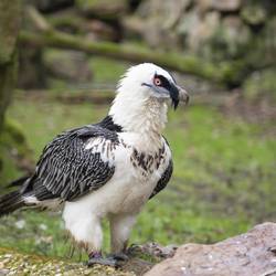 Reproduire, réintroduire et accompagner les gypaètes barbus pour leur préservation - Programme France - Association Beauval Nature