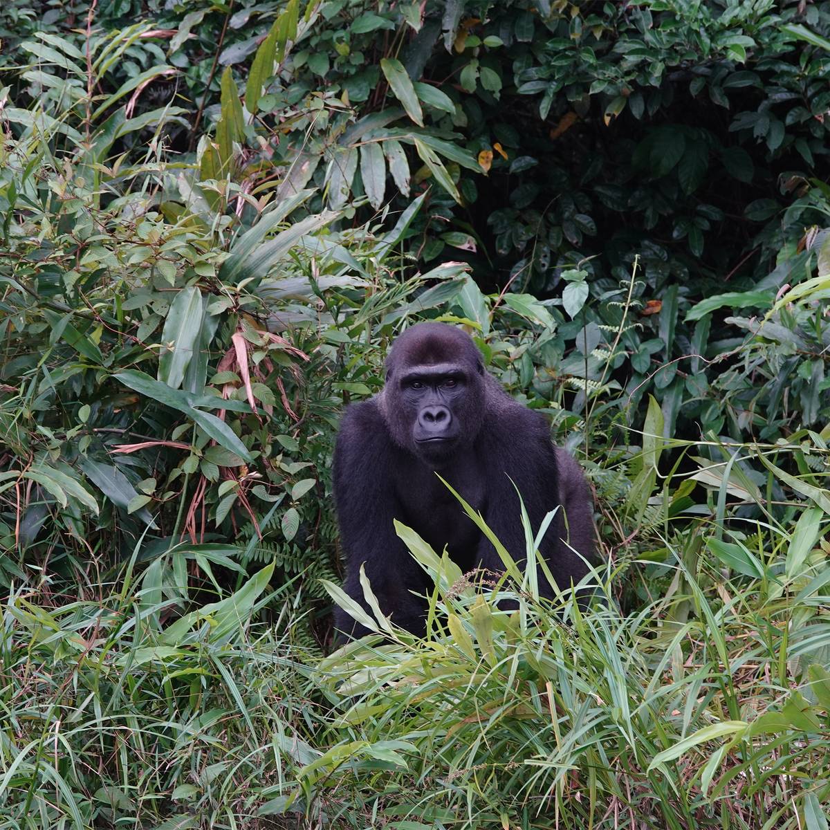 Réintroduire les gorilles des plaines de l’Ouest - Programme Congo - Association Beauval Nature