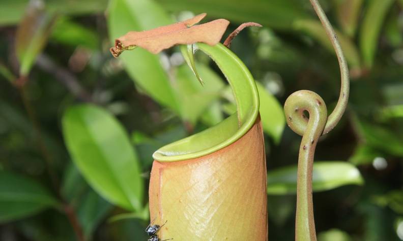 Nepenthes dubia - Recenser, sauver, reproduire et réimplanter les Népenthès dans leur milieu naturel - Programme Indonésie - Association Beauval Nature