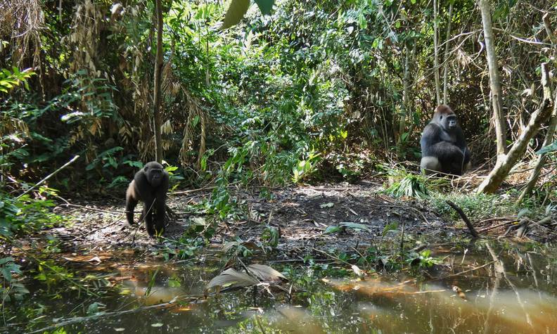 Gorille au sein de la zone protégée - Réintroduire les gorilles des plaines de l’Ouest - Programme Congo - Association Beauval Nature