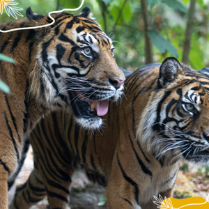 Journée internationale du tigre : découvrons ce félin aussi puissant que menacé