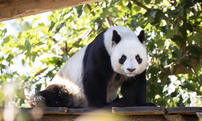 Yuan Zi - Reproduire ex situ et réintroduire le panda géant dans son milieu naturel - Programme Chine - Association Beauval Nature