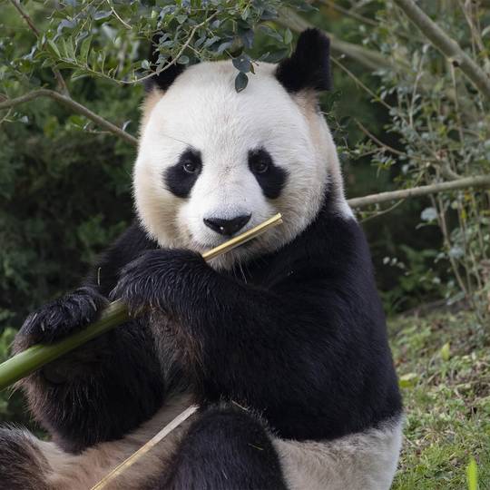Panda géant mangeant du bambou - Reproduire ex situ et réintroduire le panda géant dans son milieu naturel - Programme Chine - Association Beauval Nature