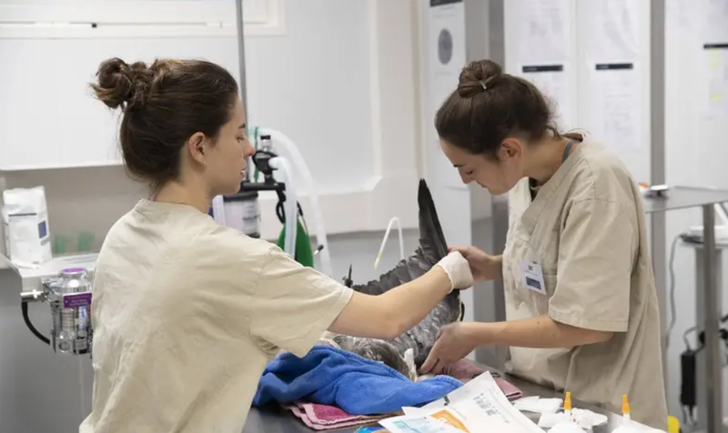 Veterinarian and volunteer examining a grey heron on the operating table at the Beauval Nature Care Centre