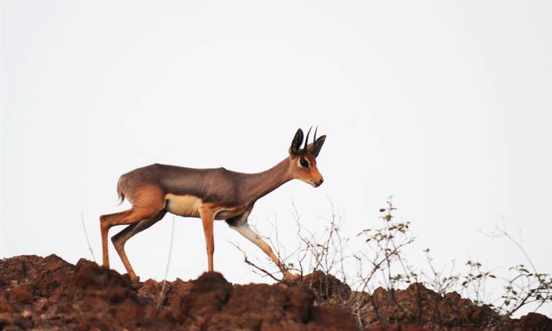 Antilope beira - Préserver la faune et la flore des aires protégées d’Assamo et de Djalelo - Programme Djibouti - Association Beauval Nature
