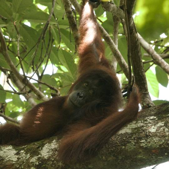 Portrait orang-outan - Sauver les orangs-outans et les éléphants de Bornéo - Programme Malaisie - Association Beauval Nature