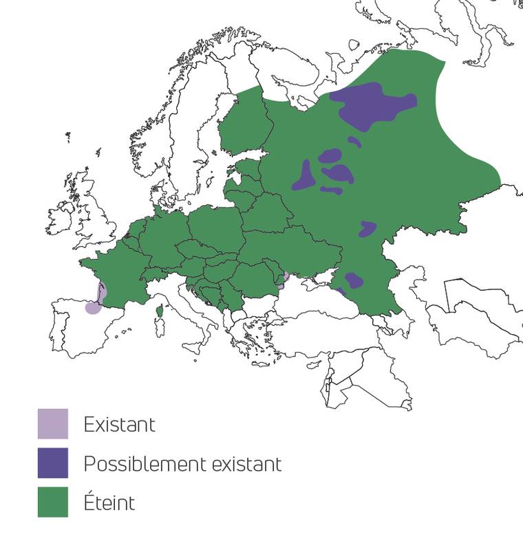 Carte répartition du vison d'Europe - Le vison d'Europe, une espèce à sauver à tout prix - Programme France - Association Beauval Nature