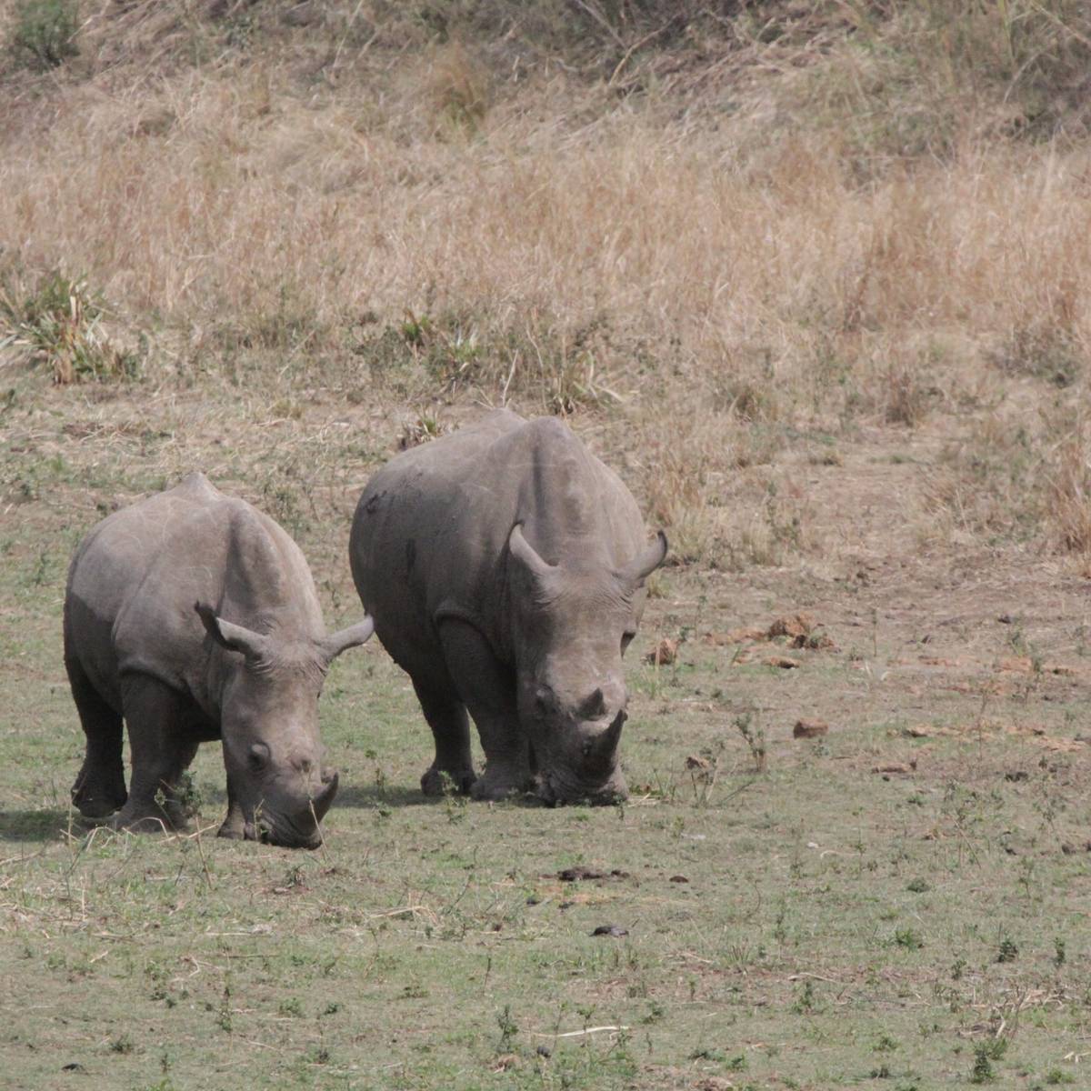 Rhinocéros et son petit - Protéger les rhinocéros du braconnage - Programme Namibie - Association Beauval Nature