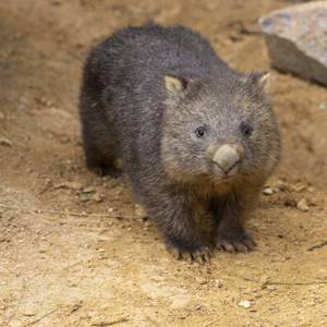 Parrainer les wombats, la nouvelle espèce emblématique de Beauval !