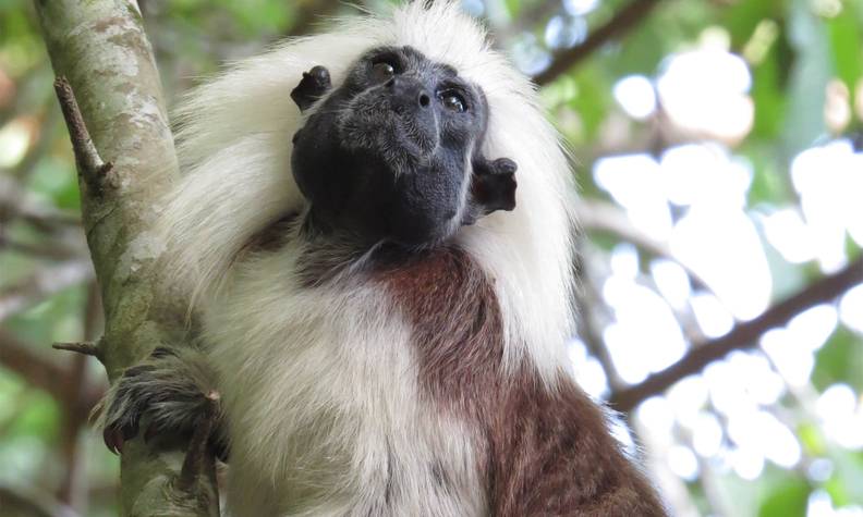 Tamarin pinché - Protéger et restaurer l’habitat forestier des tamarins pinchés - Programme Colombie - Association Beauval Nature