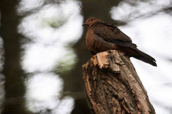 Socorro dove