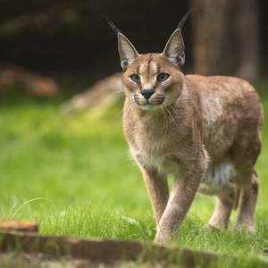 Nouveauté : parrainez Maxima et Simba, caracals de Beauval, et protégez la biodiversité !
